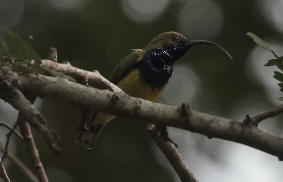 Ornate Sunbird - ML646628222