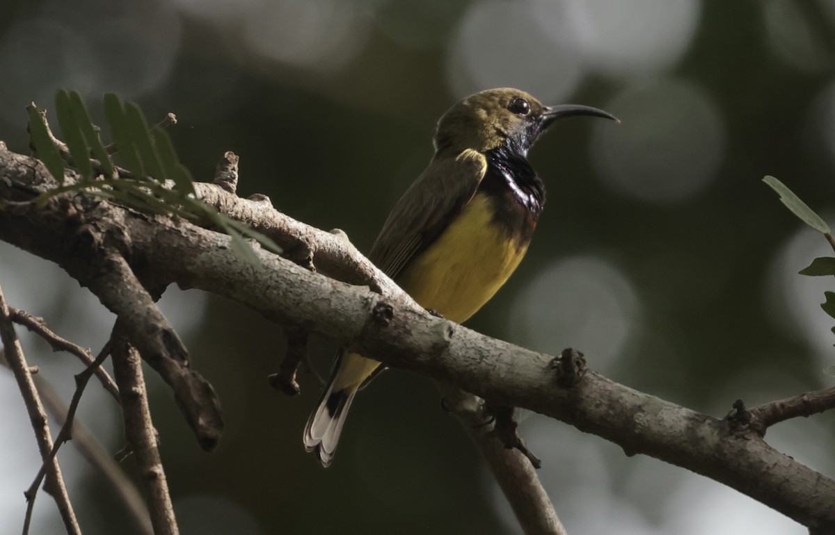 Ornate Sunbird - ML646628223