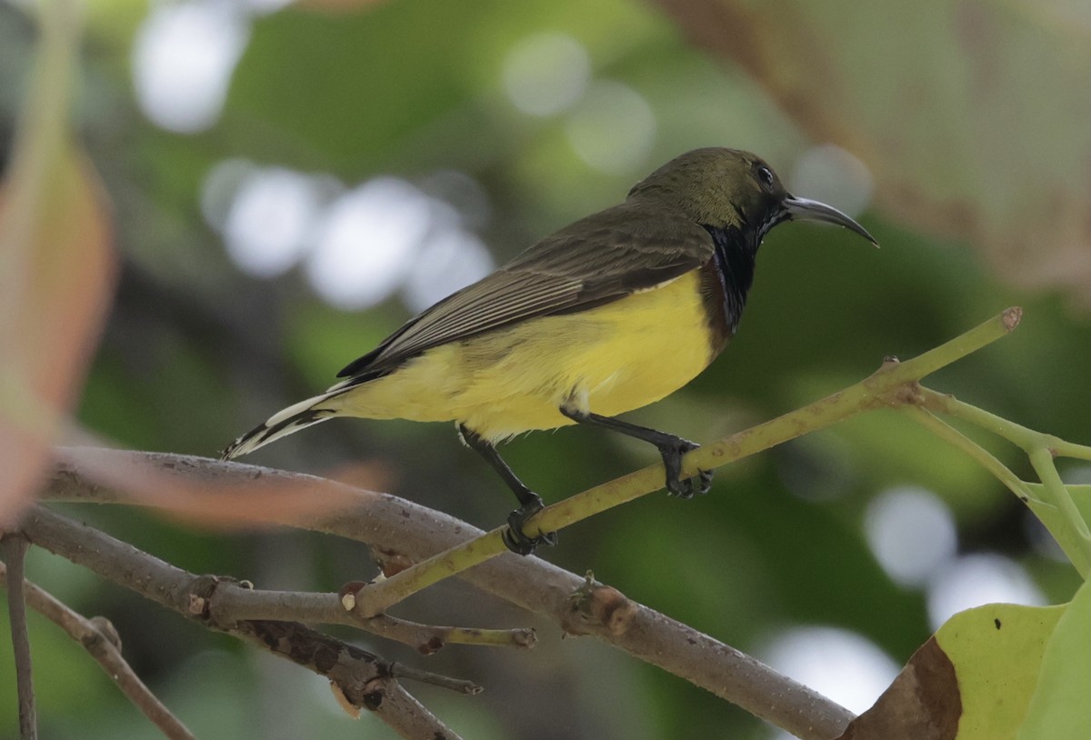 Ornate Sunbird - ML646628224