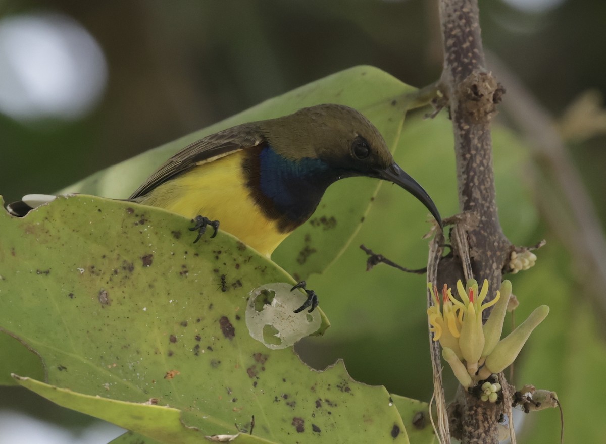 Ornate Sunbird - ML646628225
