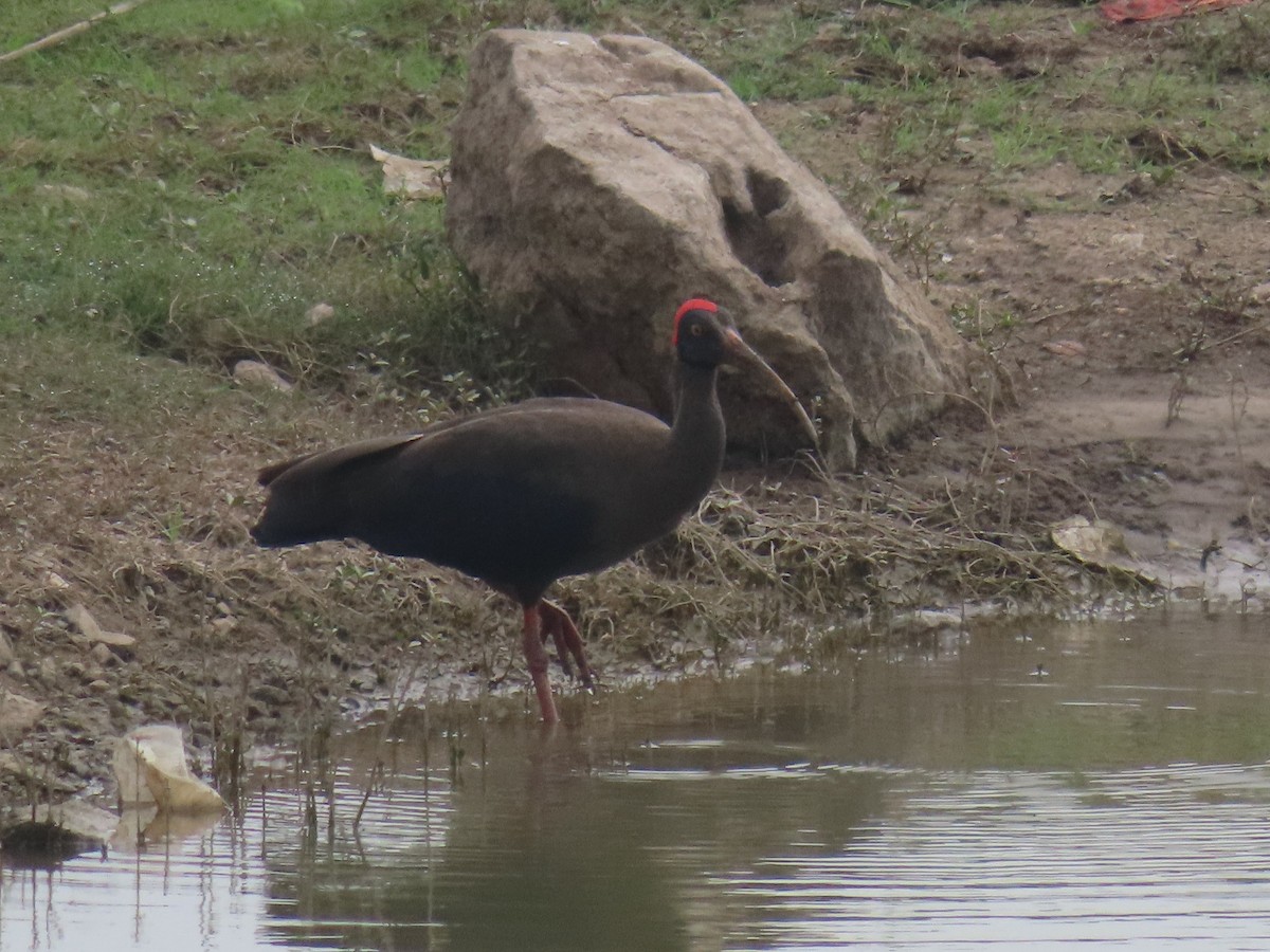Red-naped Ibis - ML646628226