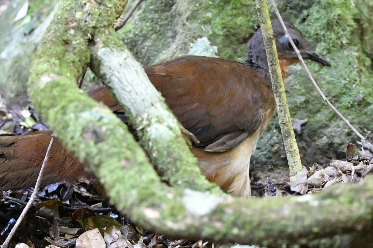 Albert's Lyrebird - ML646628227
