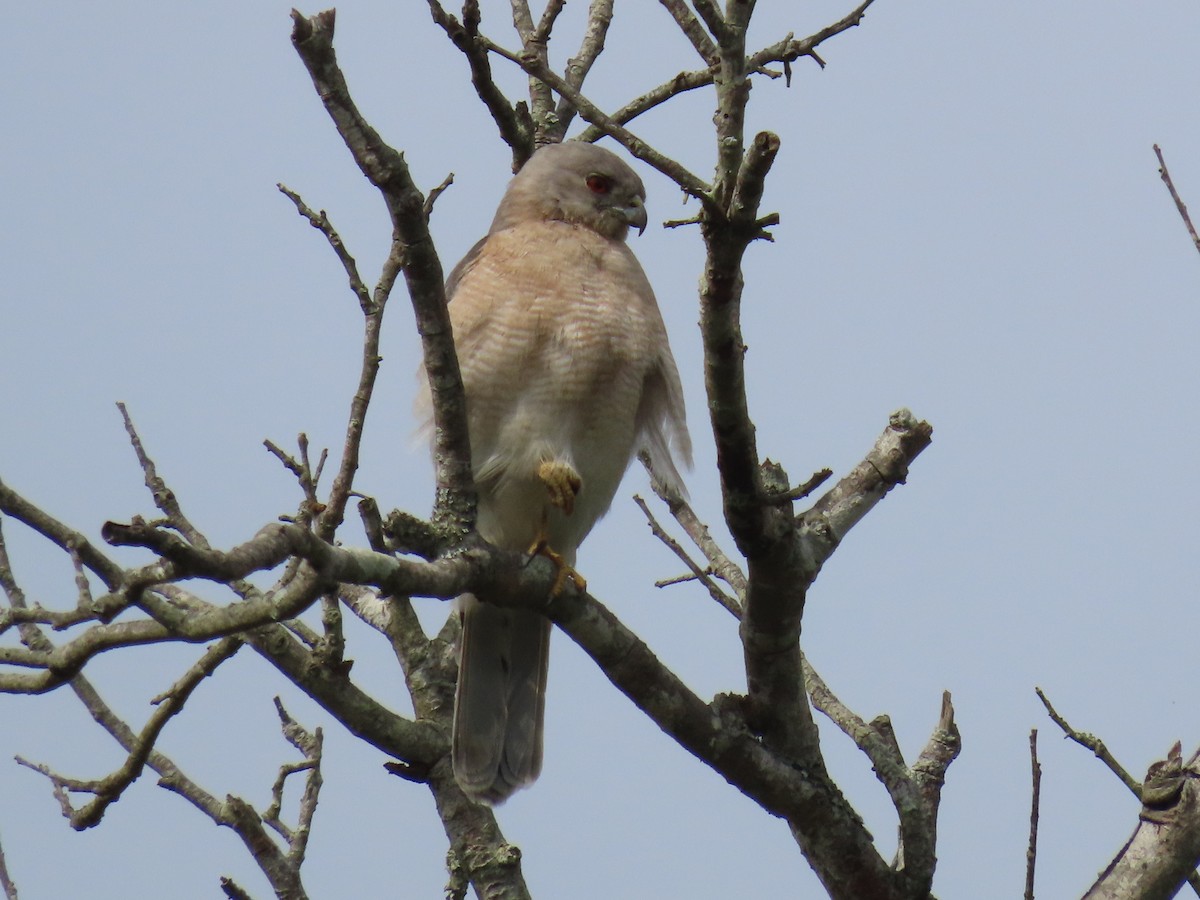 נץ הים הכספי - ML646628228