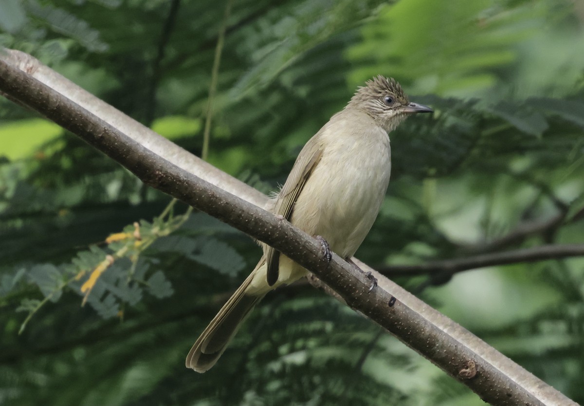 Streak-eared Bulbul - ML646628229
