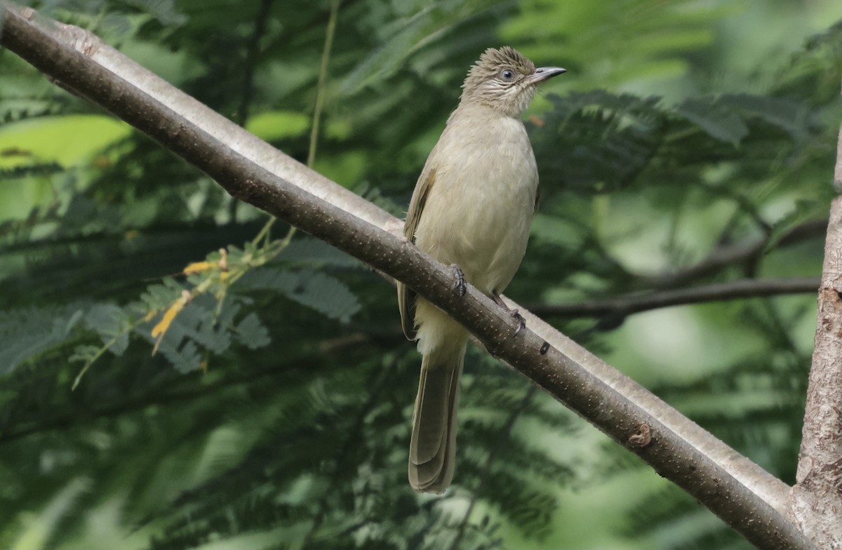 Streak-eared Bulbul - ML646628230