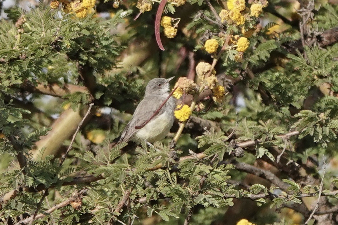 Yellow-bellied Eremomela - ML646628235