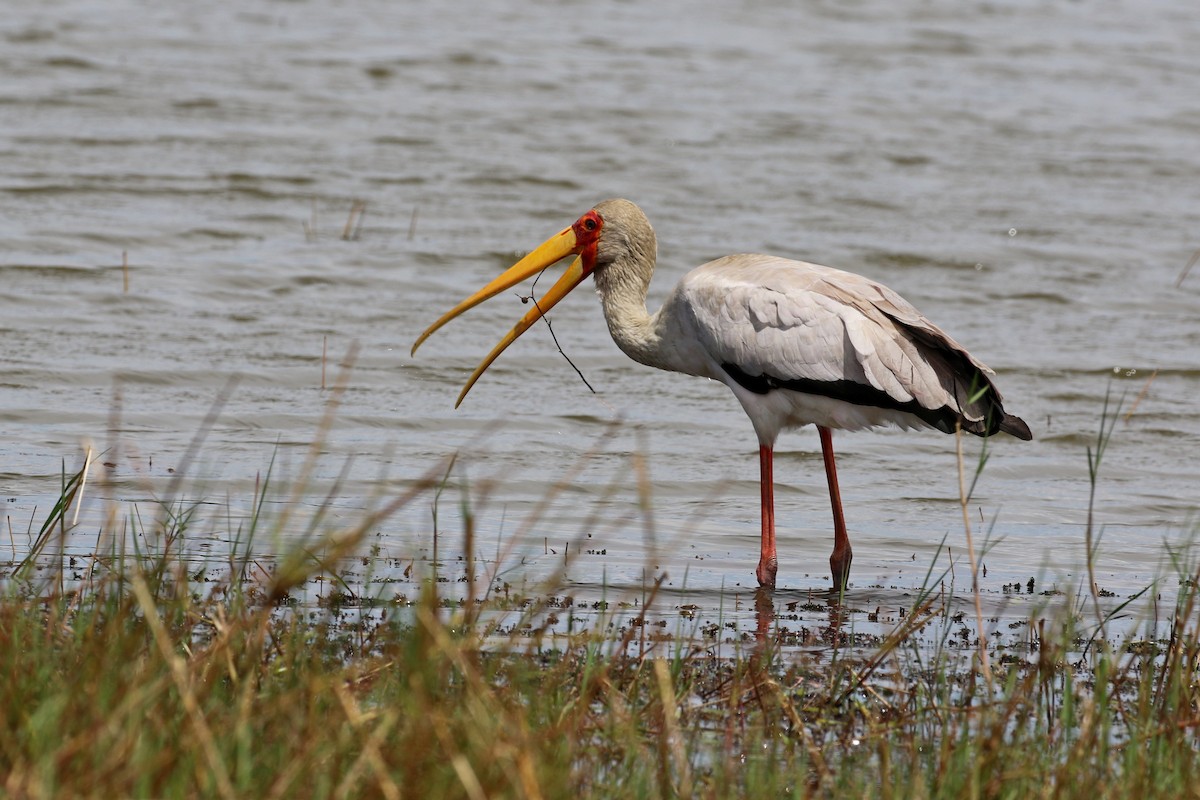 nesyt africký - ML646628236