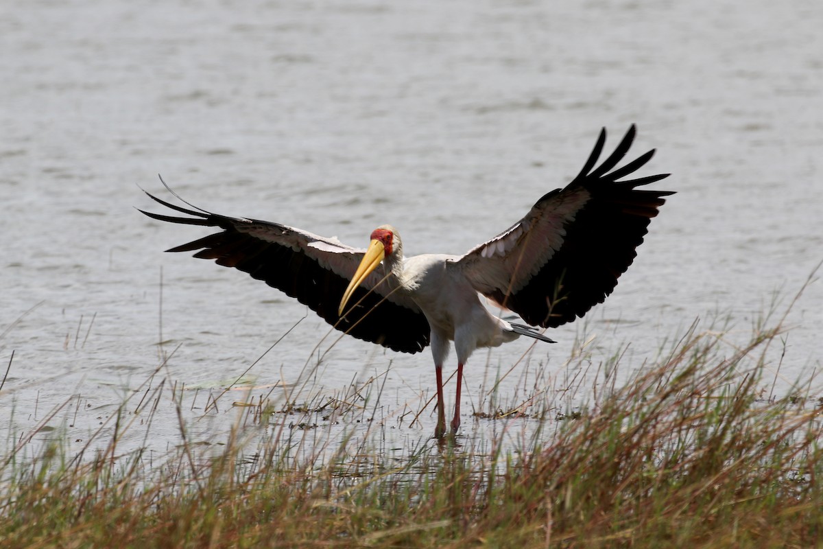 nesyt africký - ML646628237