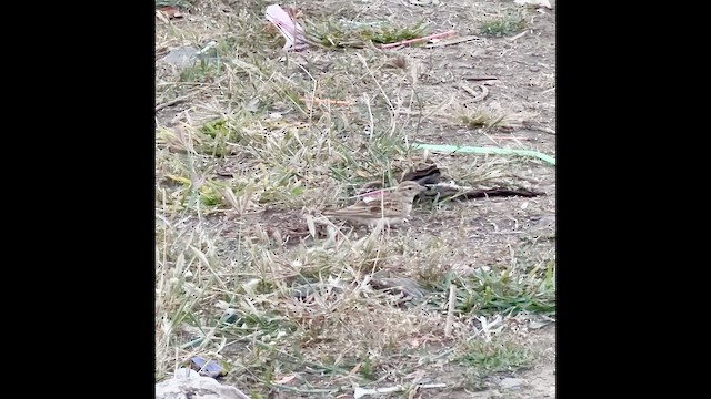 Жайворонок короткопалий - ML646628238