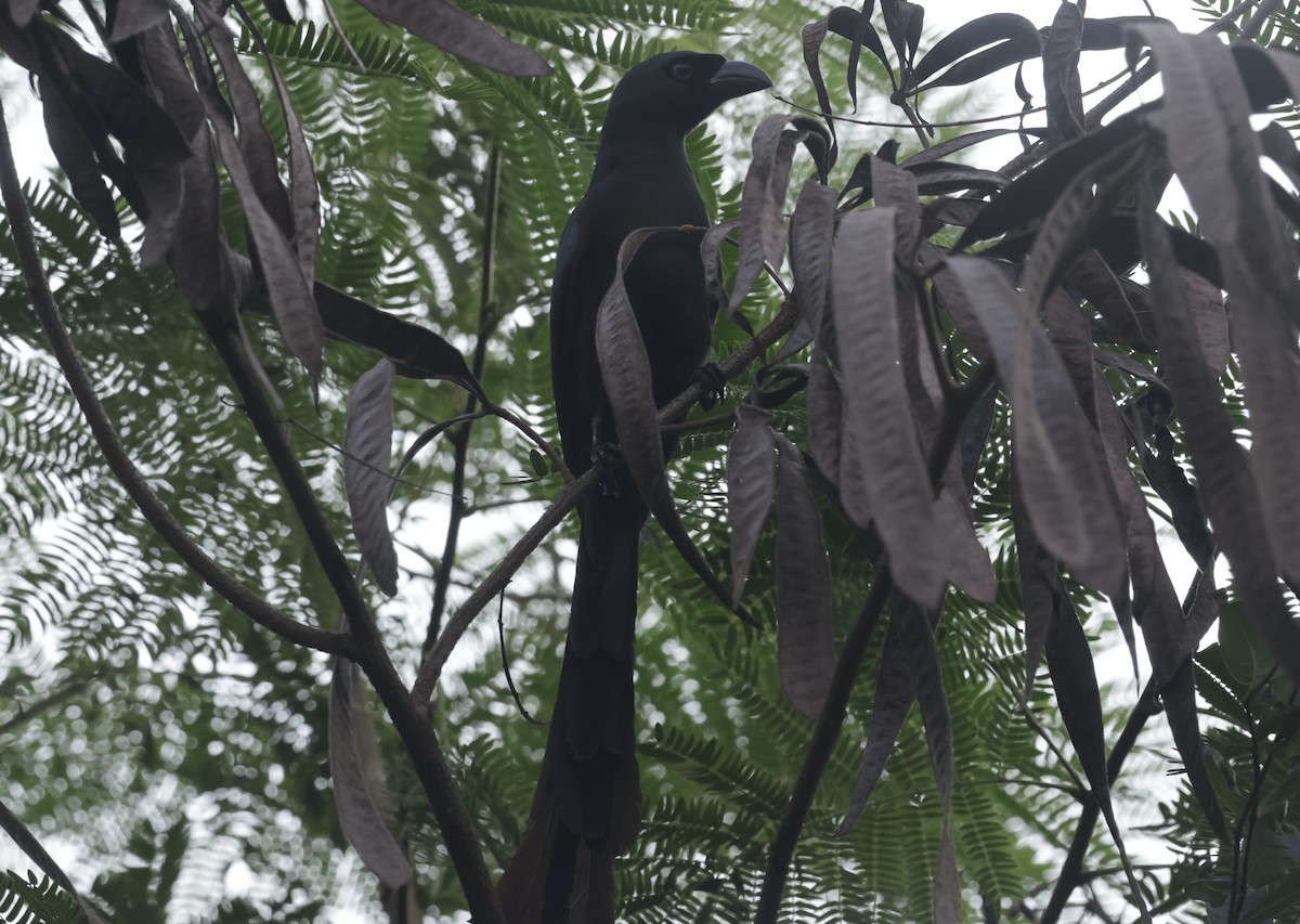 Ракетохвостая сорока - ML646628239