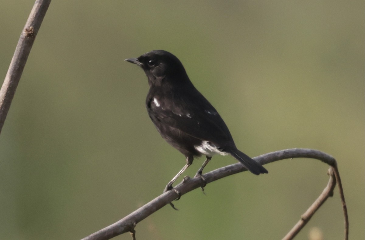 クロノビタキ - ML646628241