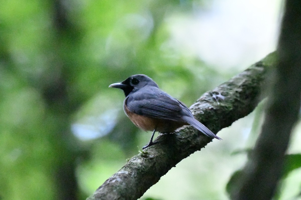 Maskenmonarch - ML646628242