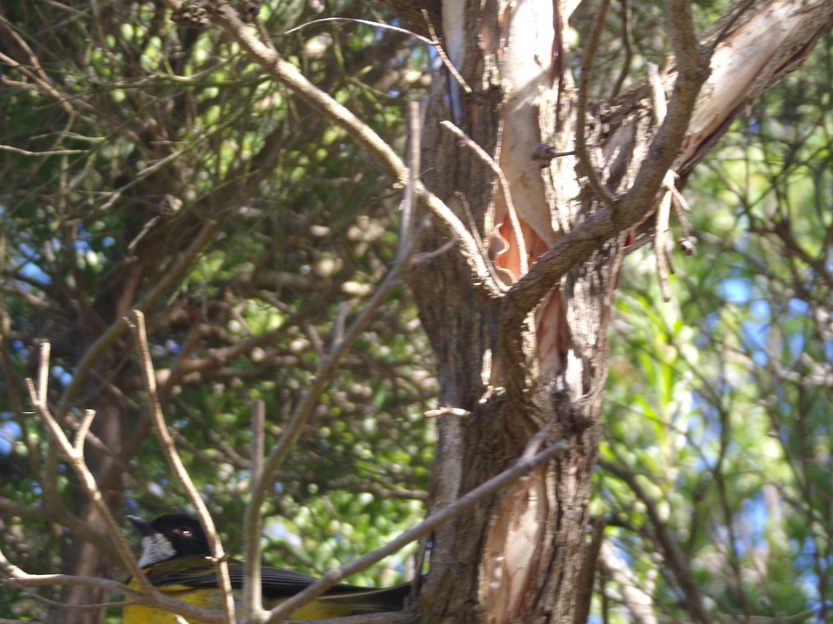 Golden Whistler - ML646628243