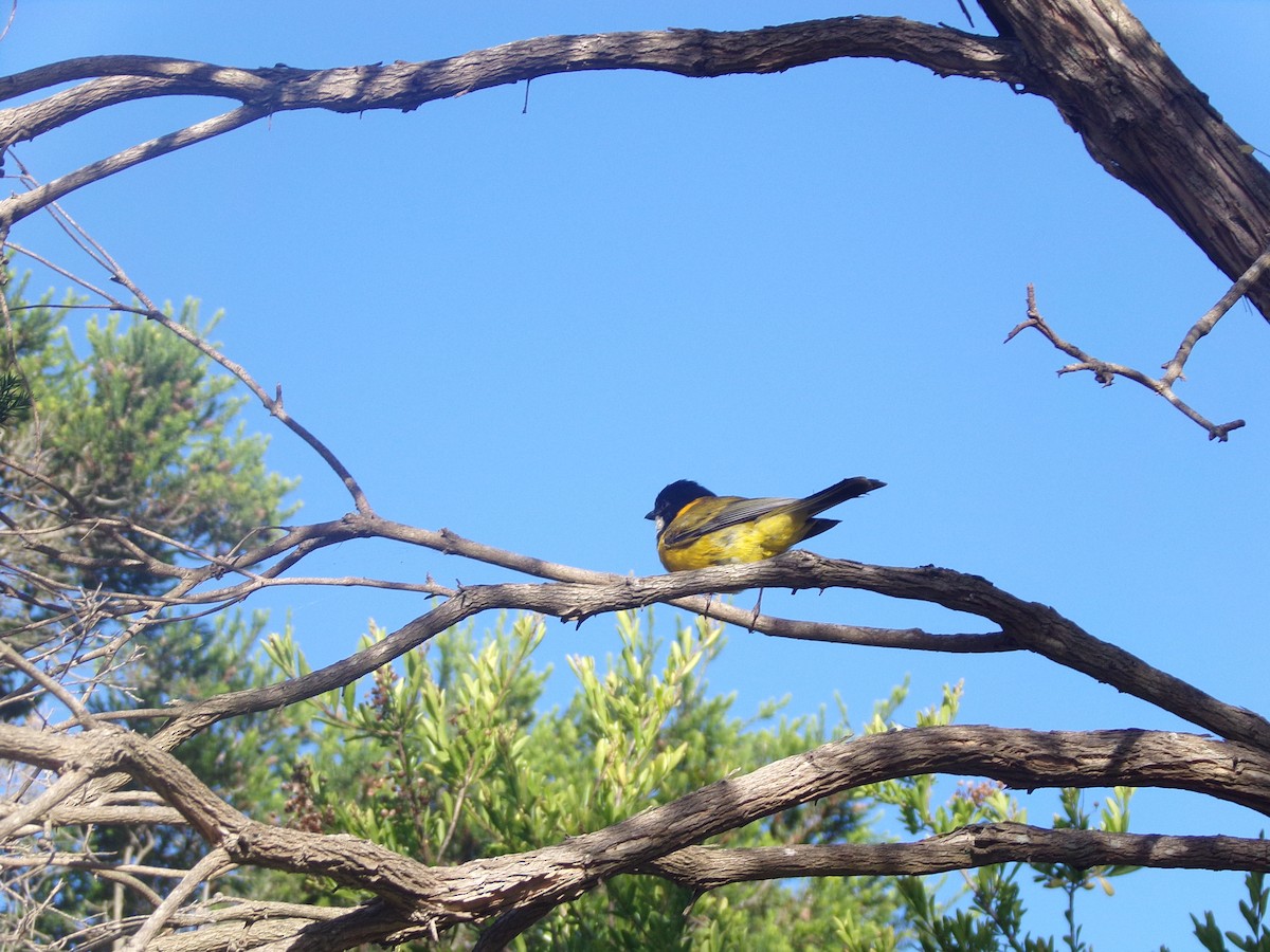 Golden Whistler - ML646628246