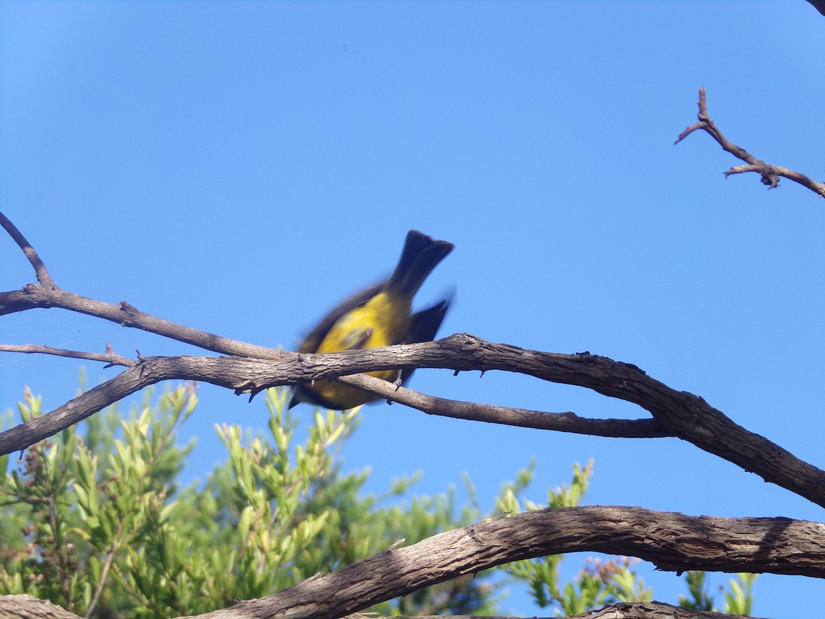 Golden Whistler - ML646628247