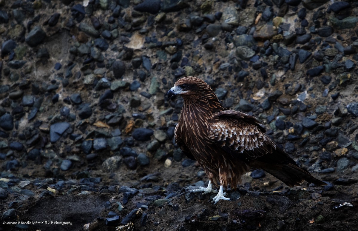 黑鳶 - ML646628248