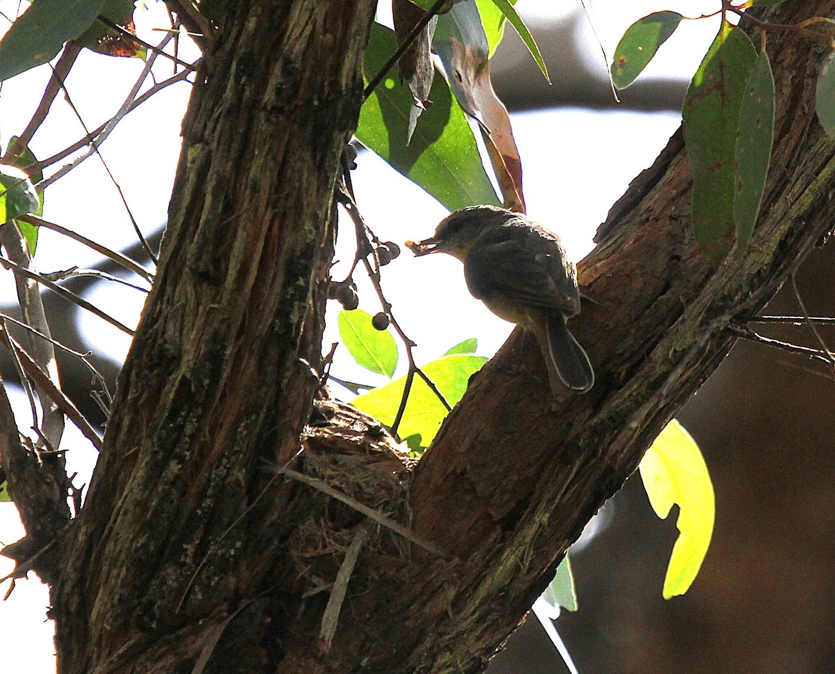 Королець жовтий - ML646628252