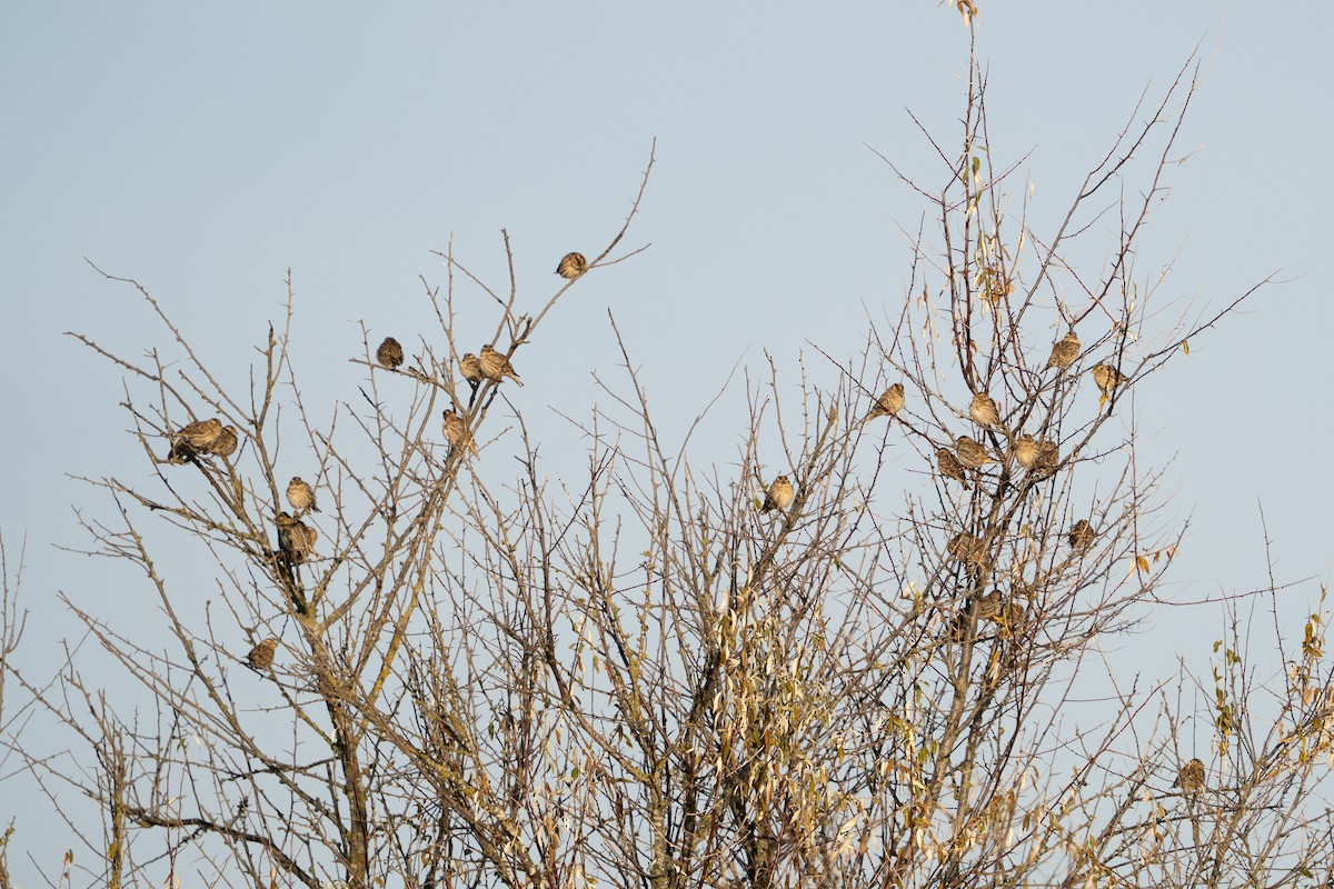 Kaya Serçesi - ML646628254