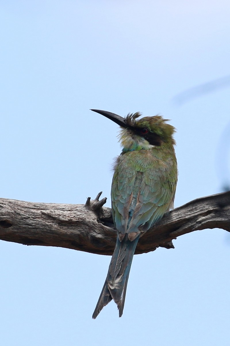 vlha vlaštovčí - ML646628255