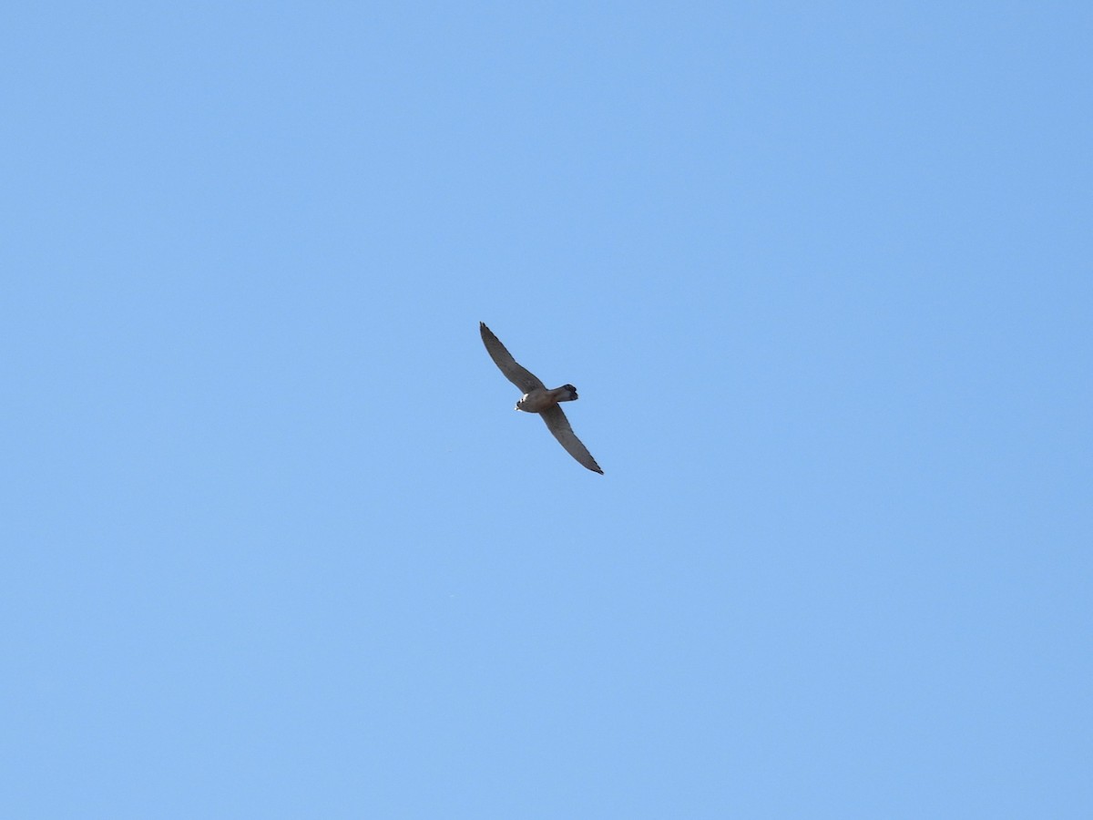 Eurasian Sparrowhawk - ML646628256