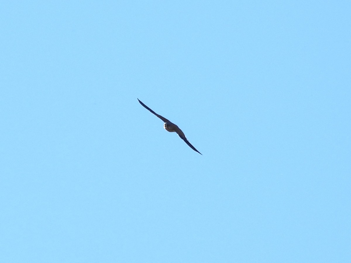 Eurasian Sparrowhawk - ML646628257