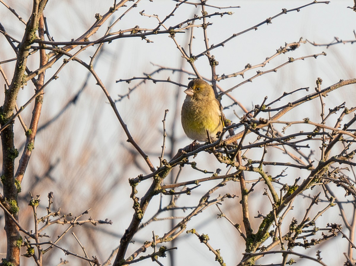 Florya - ML646628258