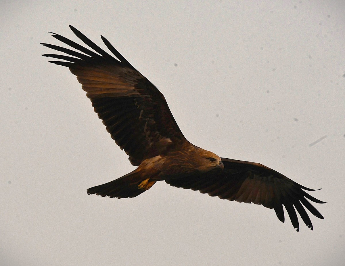 シロガシラトビ - ML646628261