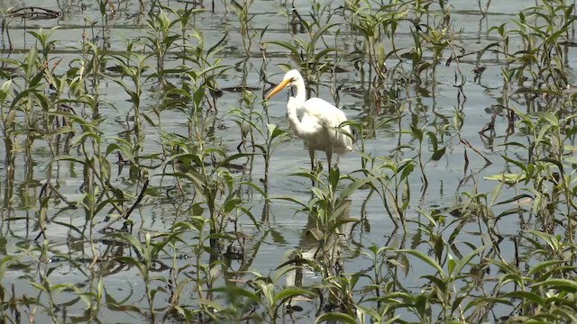 Чепура велика (підвид modesta) - ML646628262
