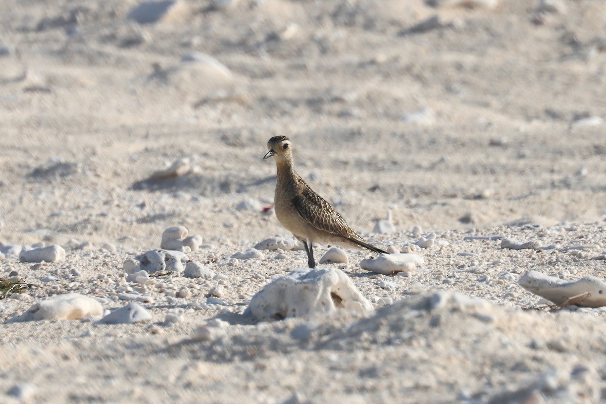 Pacific Golden-Plover - ML646628263