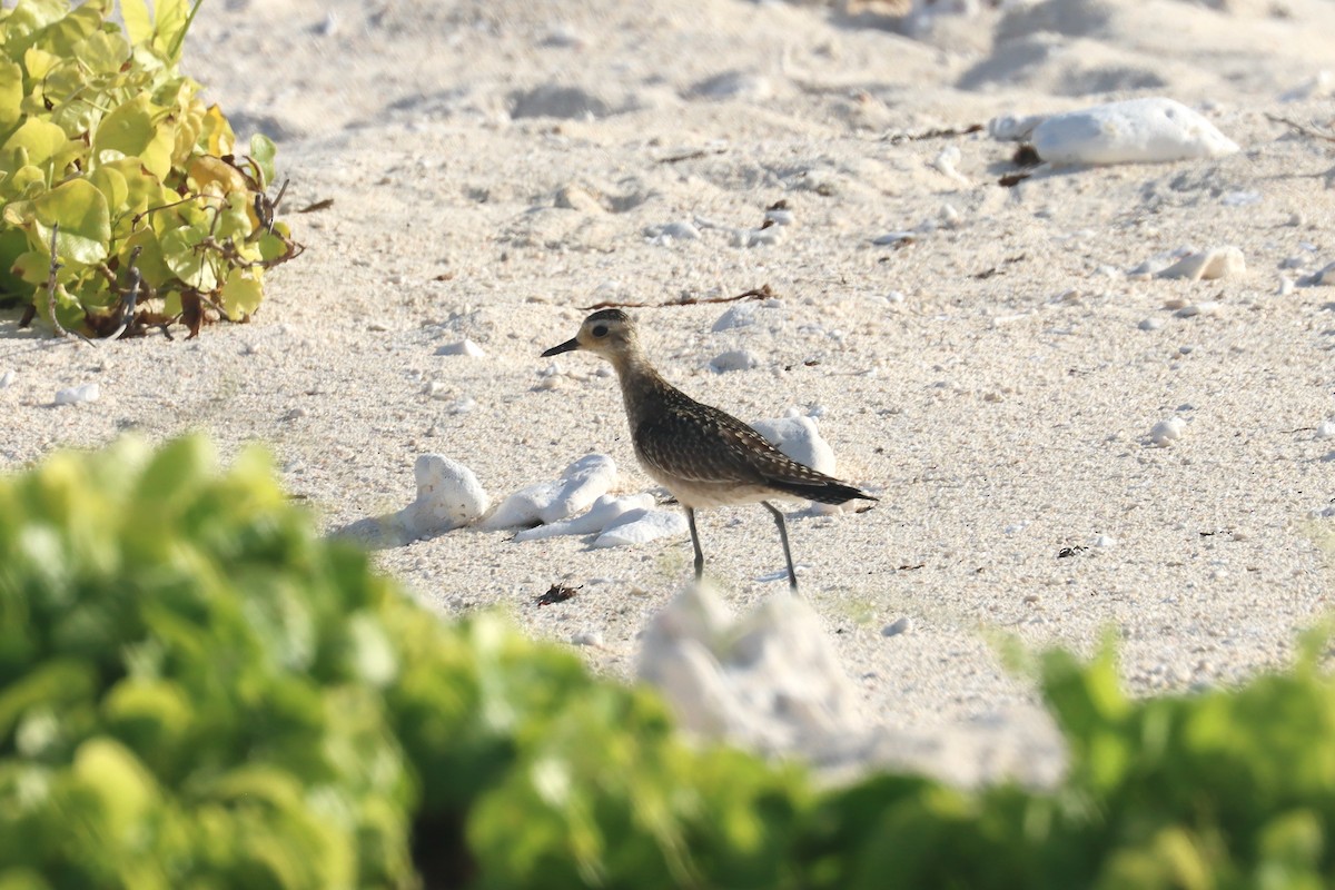 kulík pacifický - ML646628264