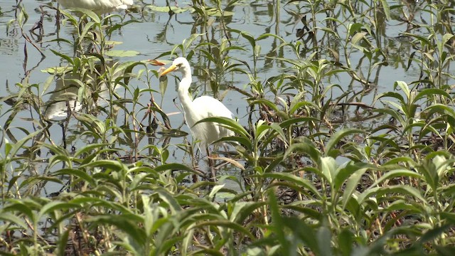 Plumed Egret - ML646628265