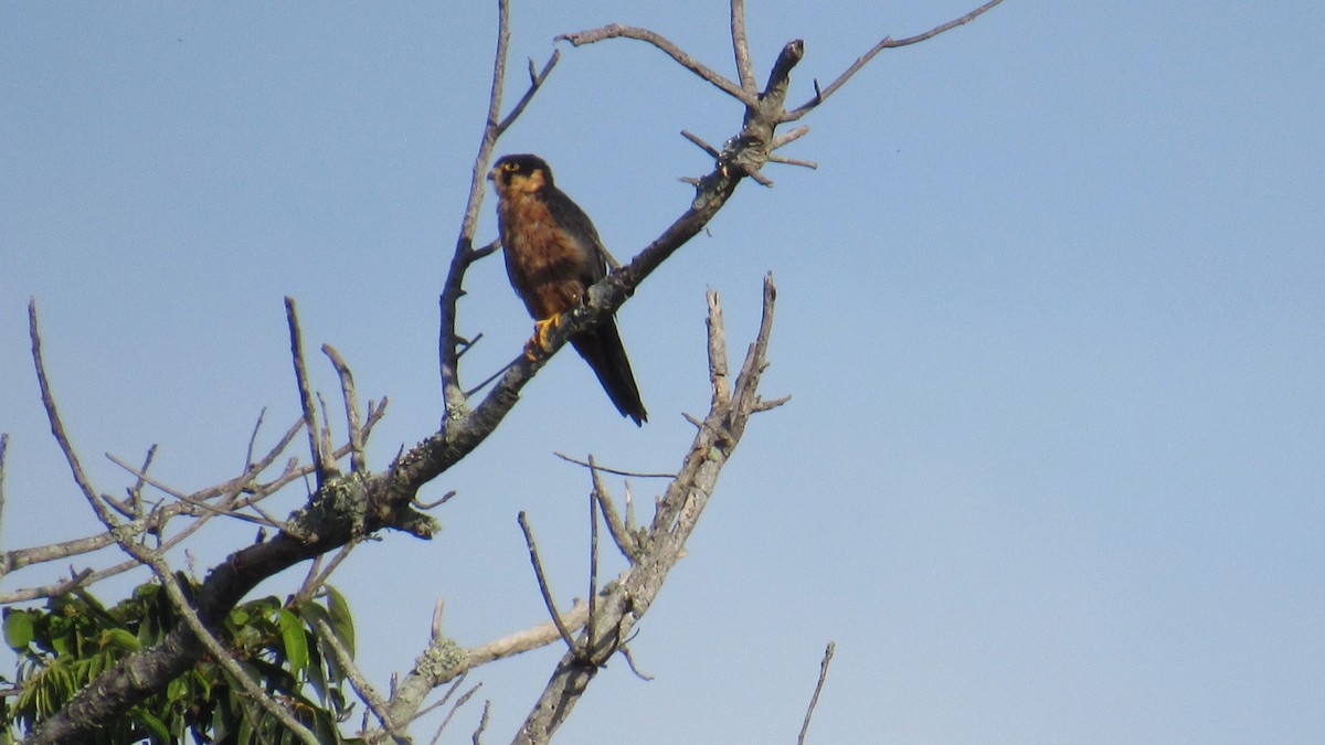 African Hobby - ML646628266