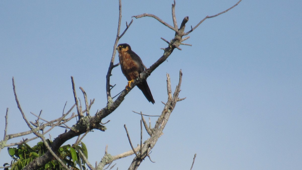 African Hobby - ML646628267