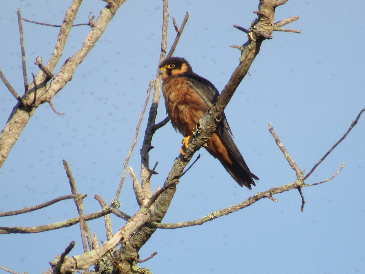 African Hobby - ML646628268