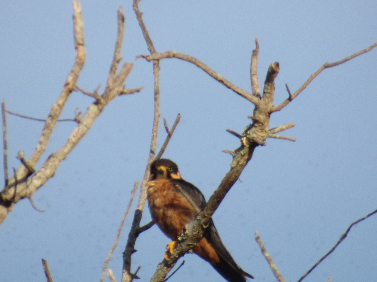 African Hobby - ML646628269