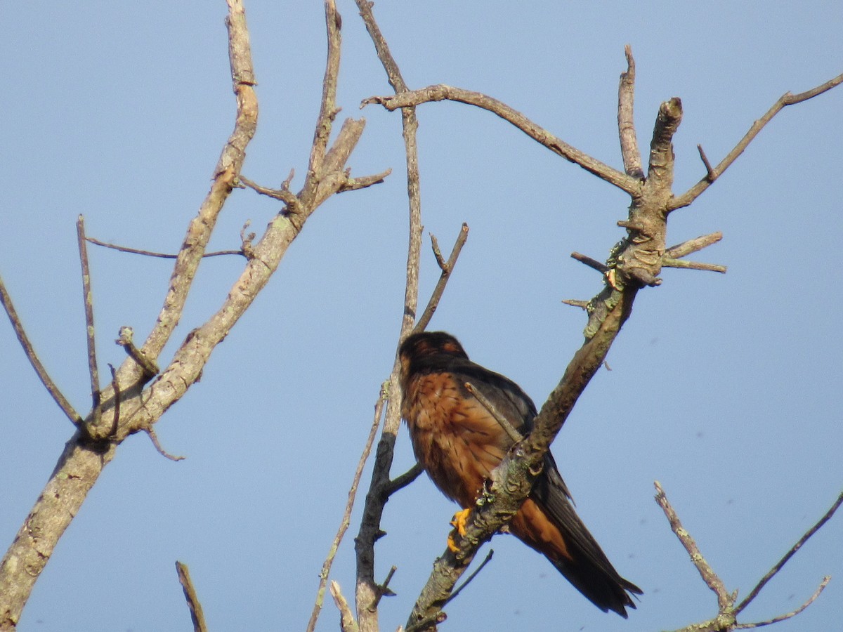 African Hobby - ML646628271