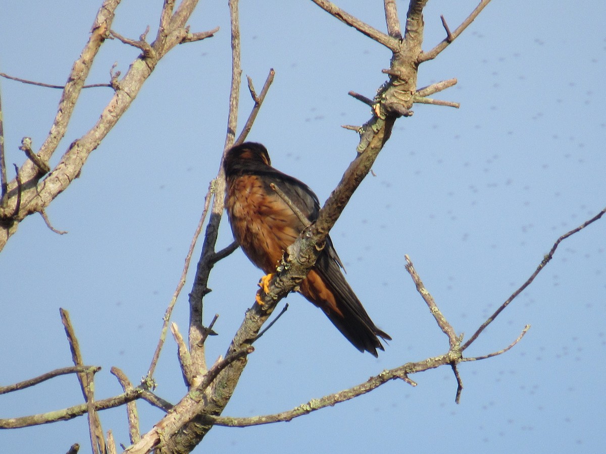 African Hobby - ML646628272