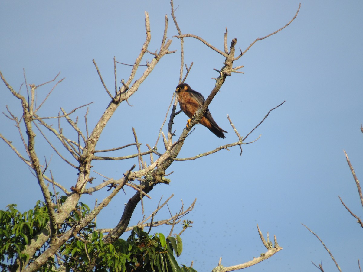 African Hobby - ML646628273