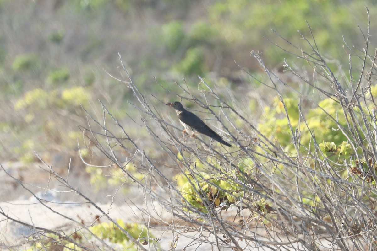 Oriental Cuckoo - ML646628274