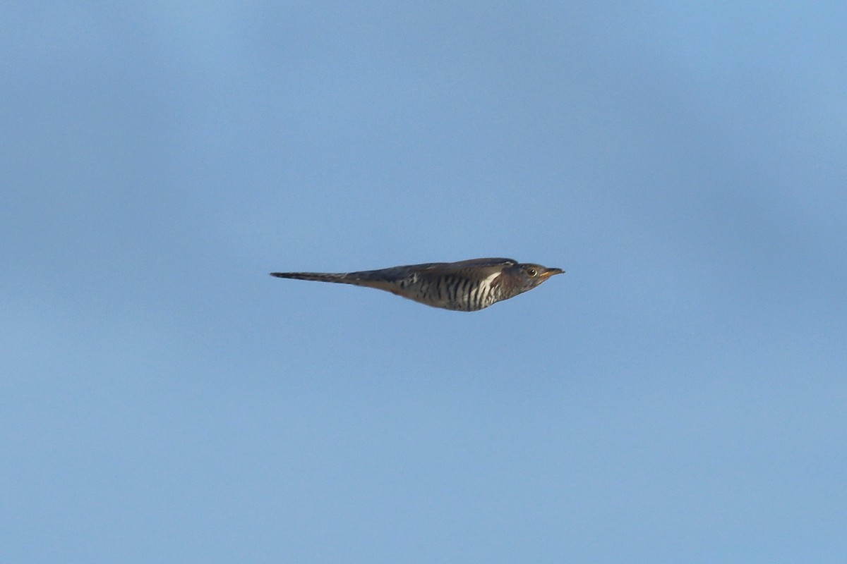Oriental Cuckoo - ML646628275