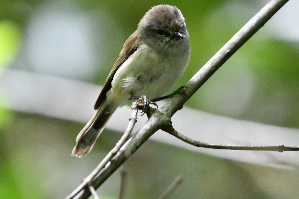 Brown Gerygone - ML646628276