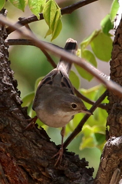pěnice hnědokřídlá - ML646628278