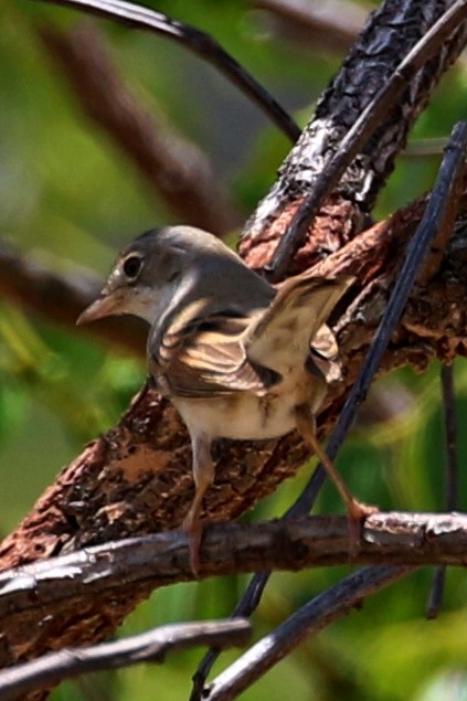 pěnice hnědokřídlá - ML646628279