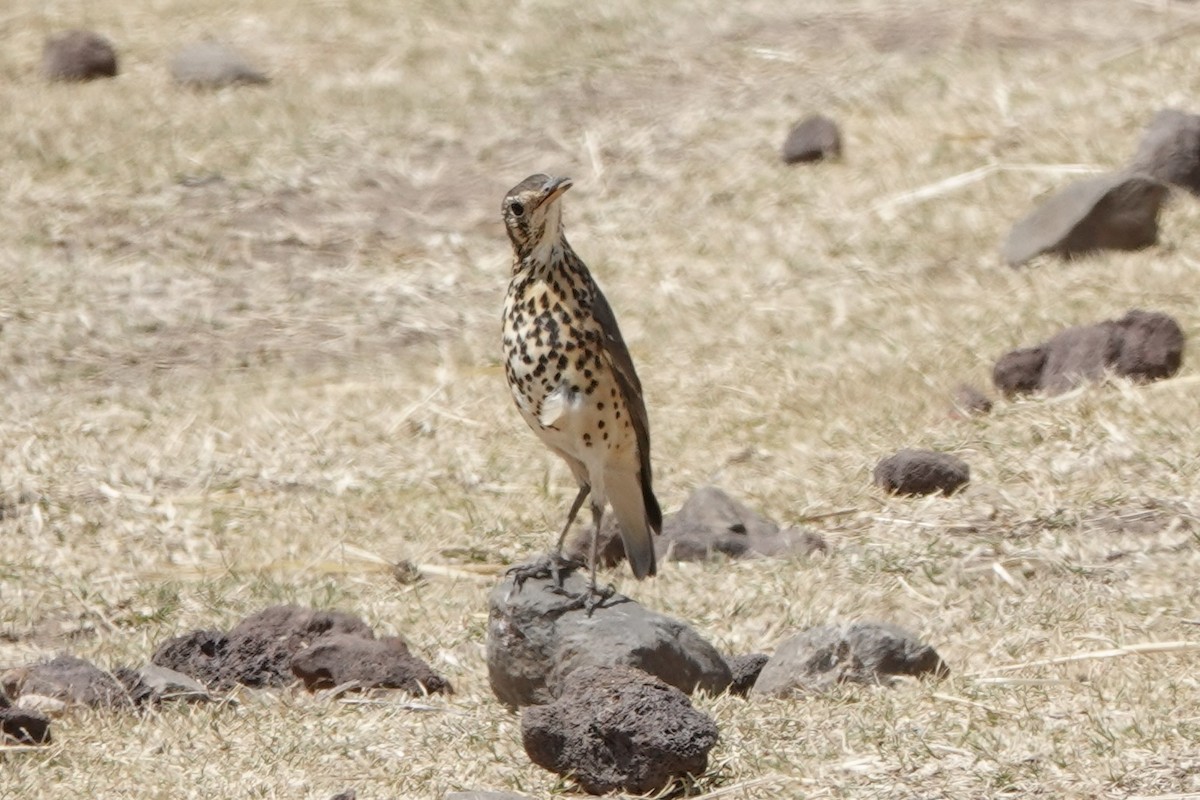 Ethiopian Thrush - ML646628294