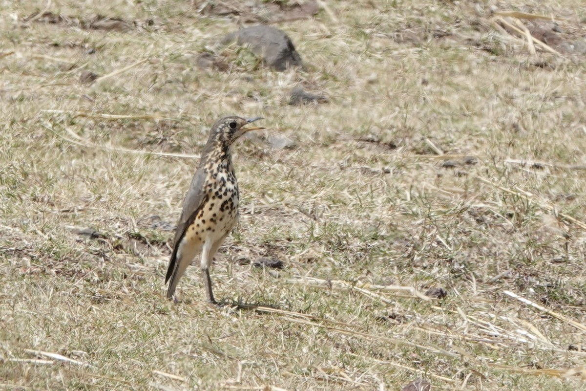 Ethiopian Thrush - ML646628295