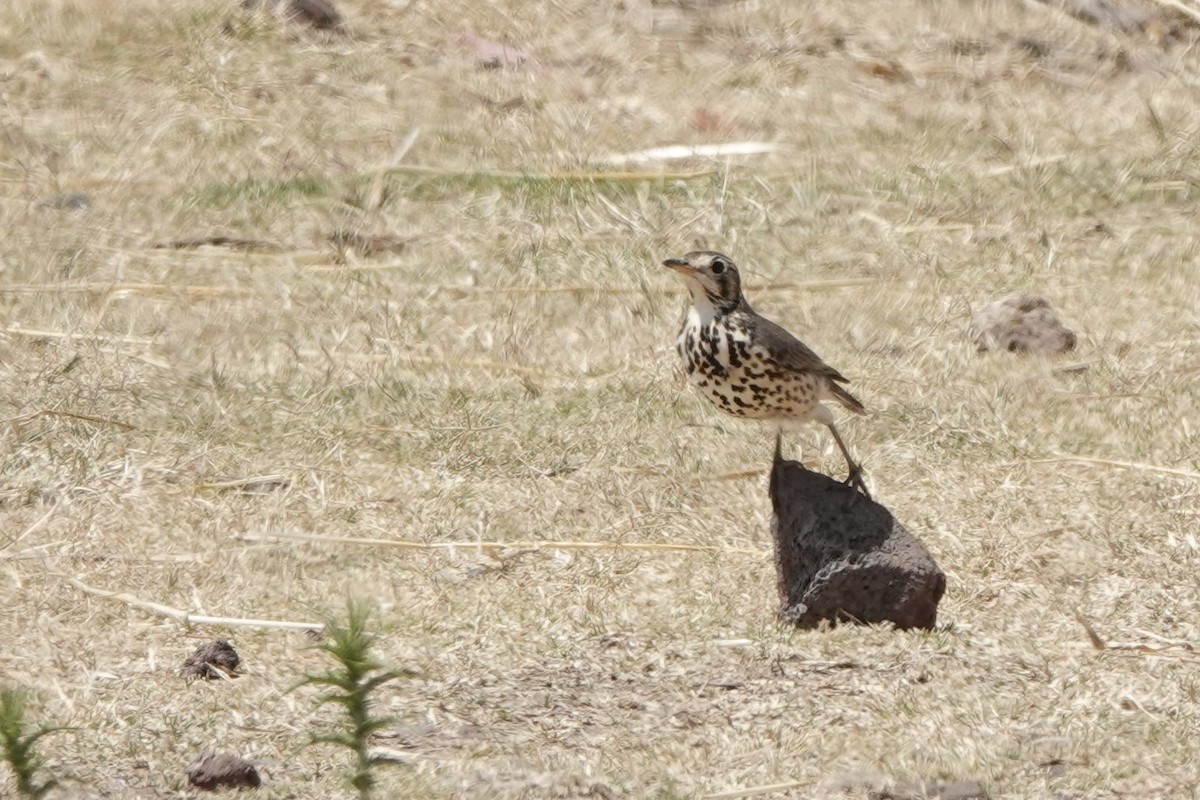 Ethiopian Thrush - ML646628297