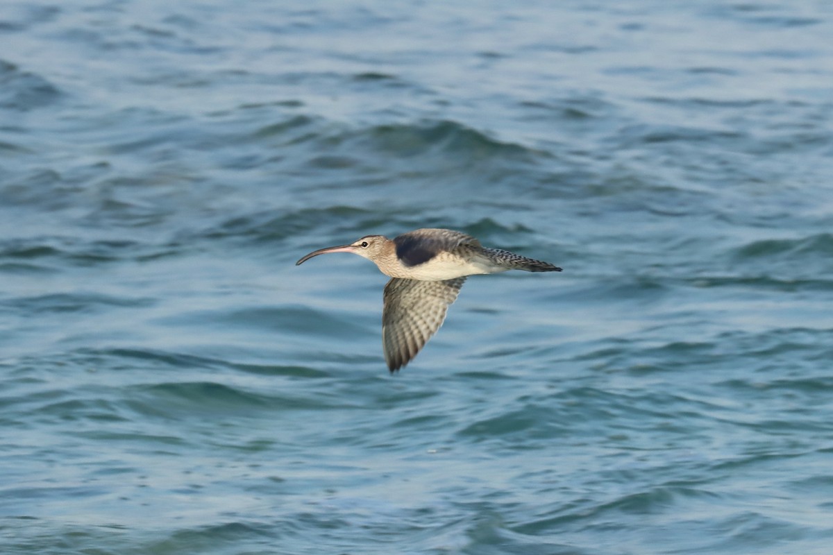 koliha malá - ML646628298