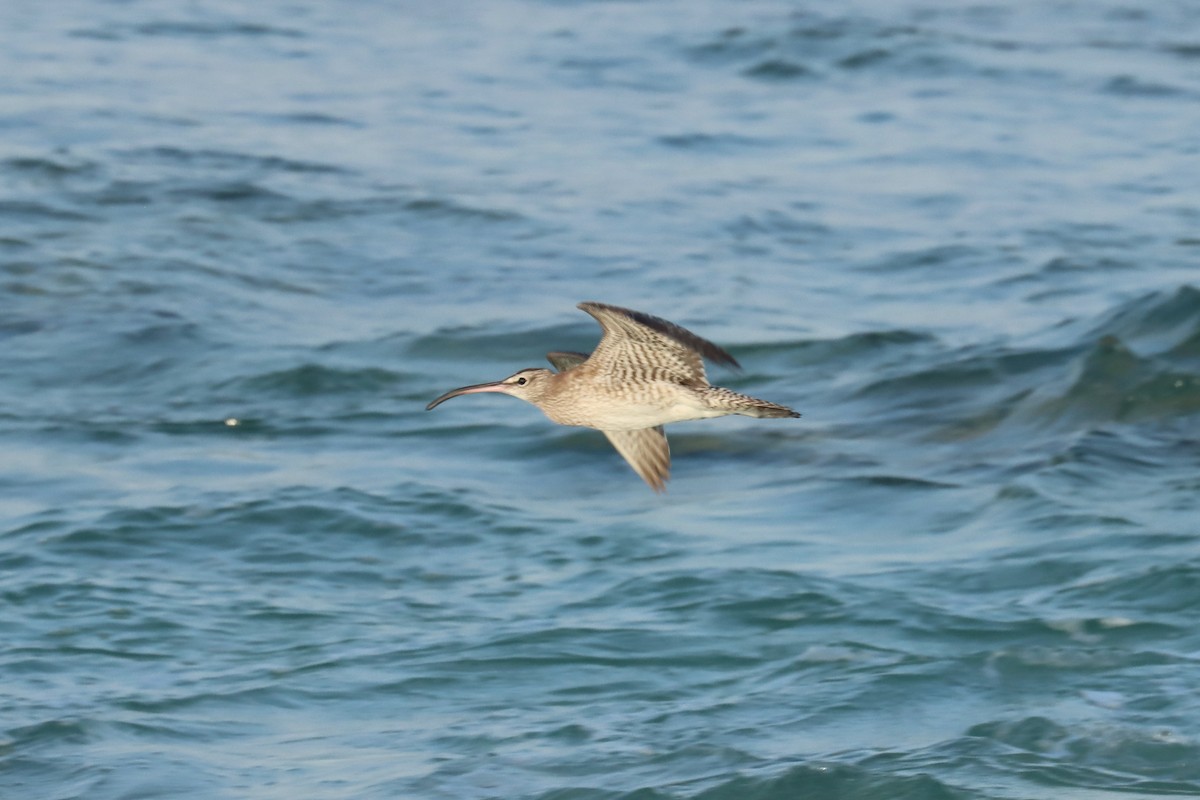 koliha malá - ML646628299