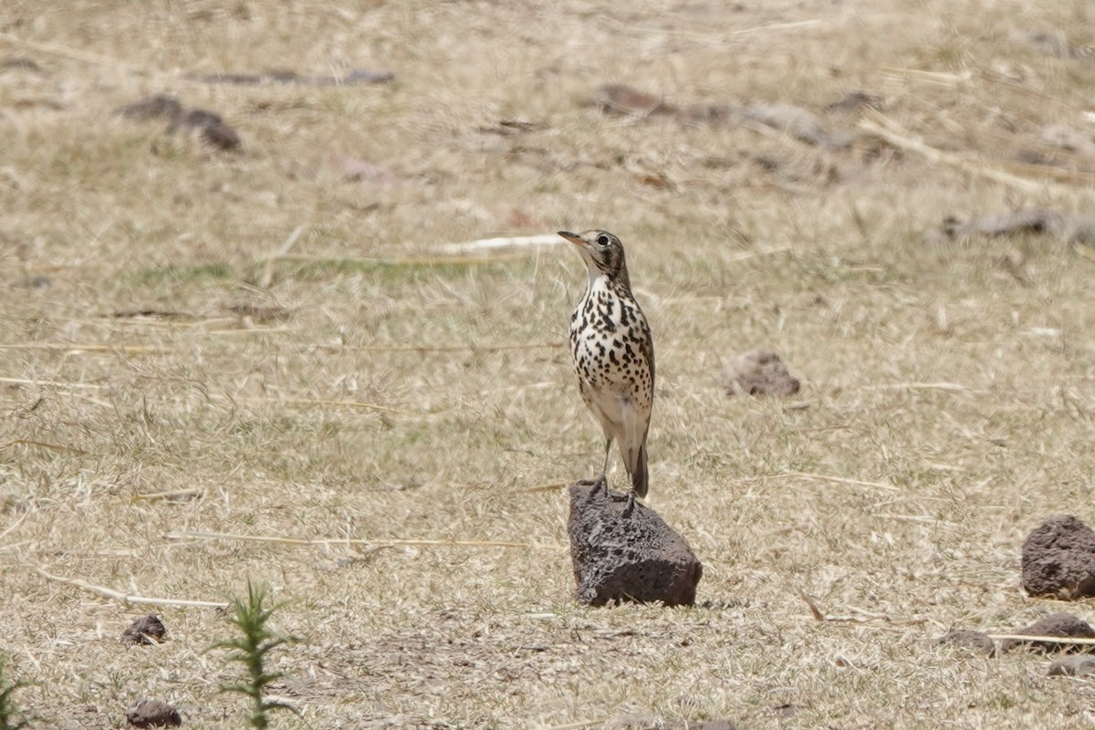 Ethiopian Thrush - ML646628302
