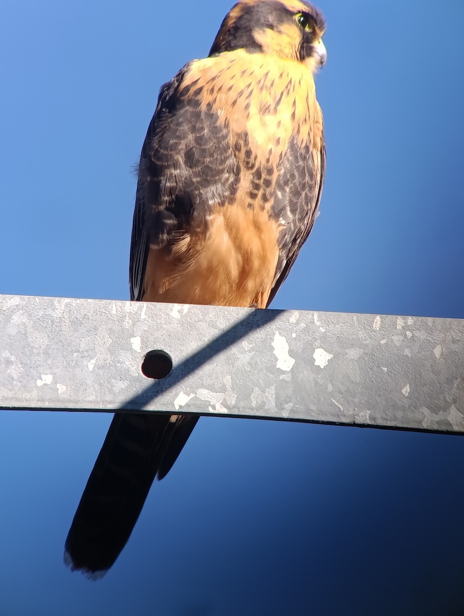 Aplomado Falcon - ML646628303